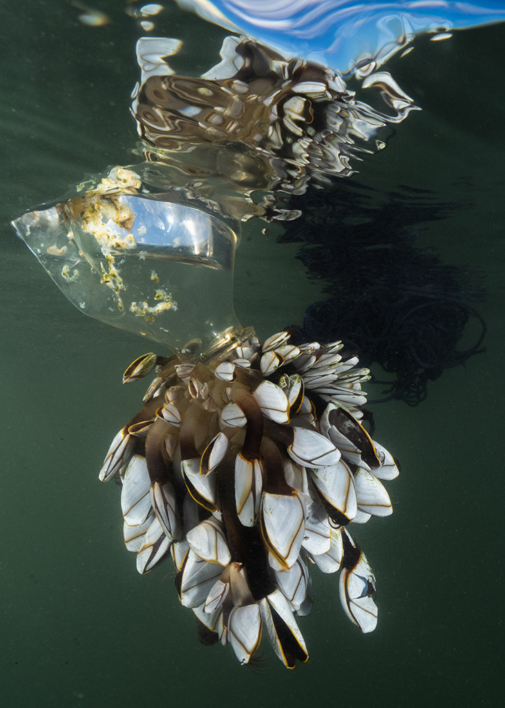 plastic covered in gooseneck barnacles wash up on Chesil Beach