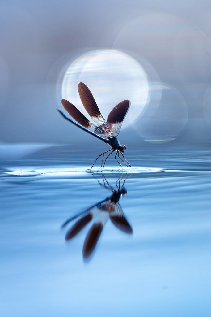 dragon fly on water 