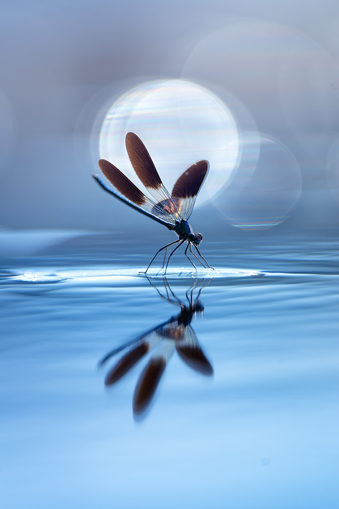 dragon fly on water