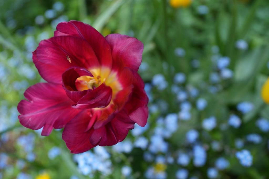 Sony FE 16-25mm F4 G tulip close-up sample image