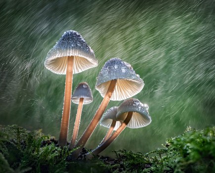 clump of mushrooms in the rain finalist in cupoty water challenge