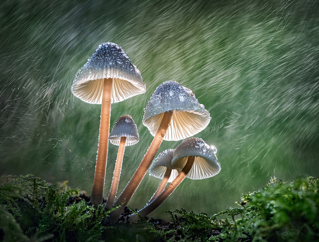 clump of mushrooms in the rain finalist in cupoty water challenge
