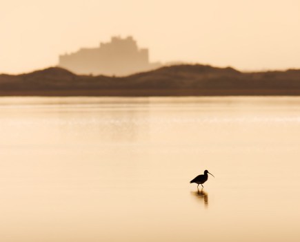Bamburgh Castle with curlew in the foreground in the water