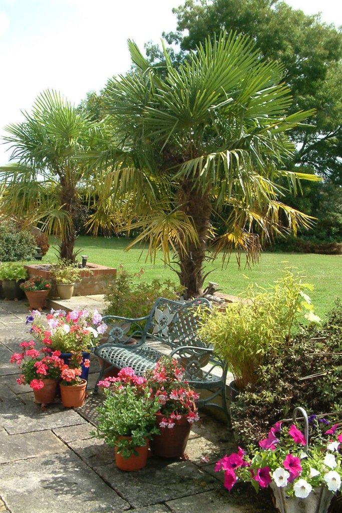 a garden with flowers and palm trees