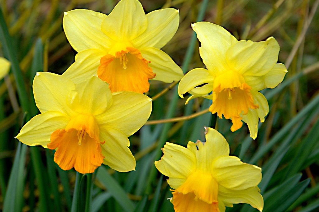 Daffodils close-up