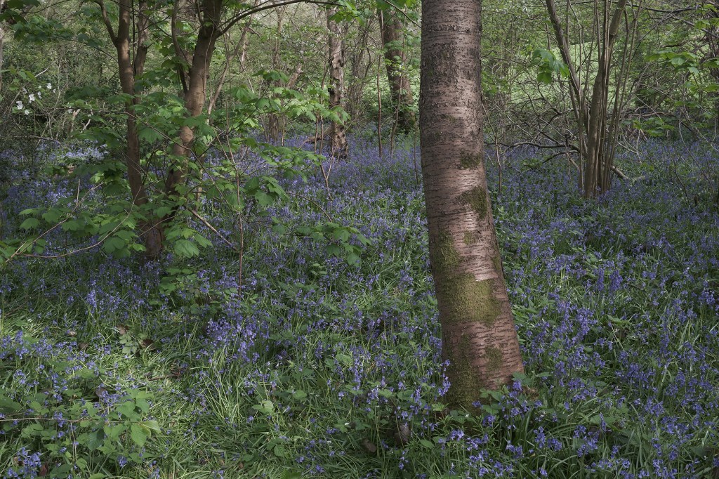 Eterna bleach bypass on the bluebell forest scene