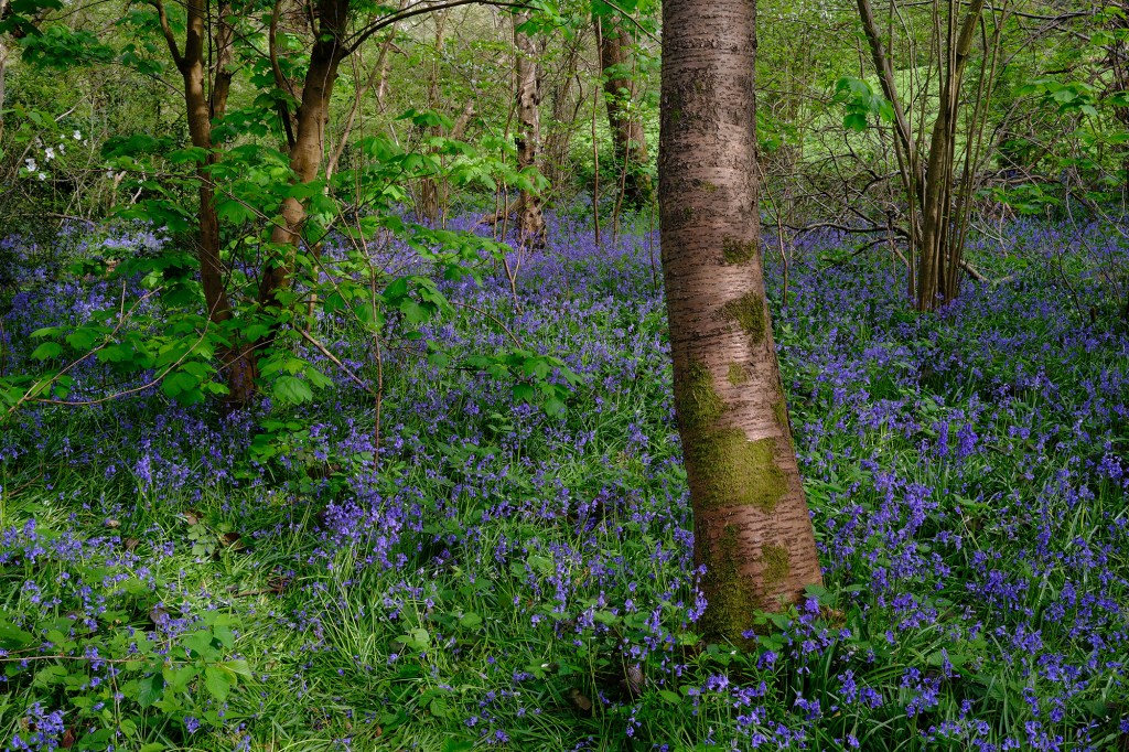 bluebell forest scene taken with Fujifilm Velvia