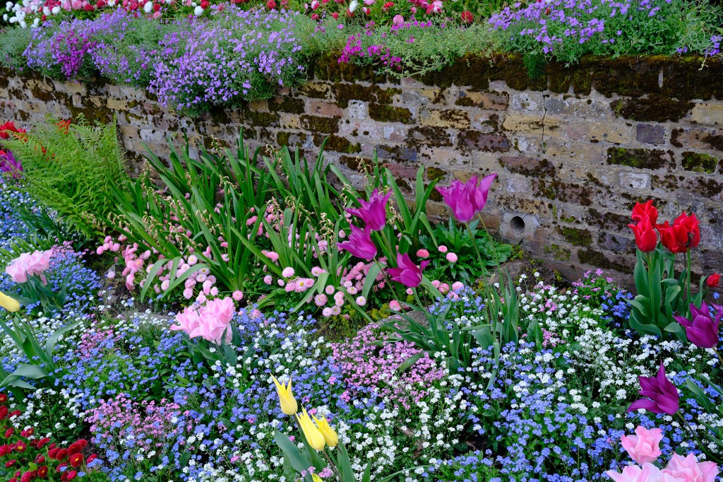 tulip flowers in a garden border taken on Fujifilm X100VI in Velvia film simulation