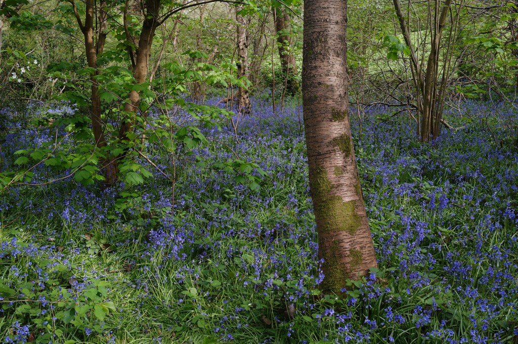 The Astia Simulation is on everything, back to the original X100. here it is used on a bluebell forest scene