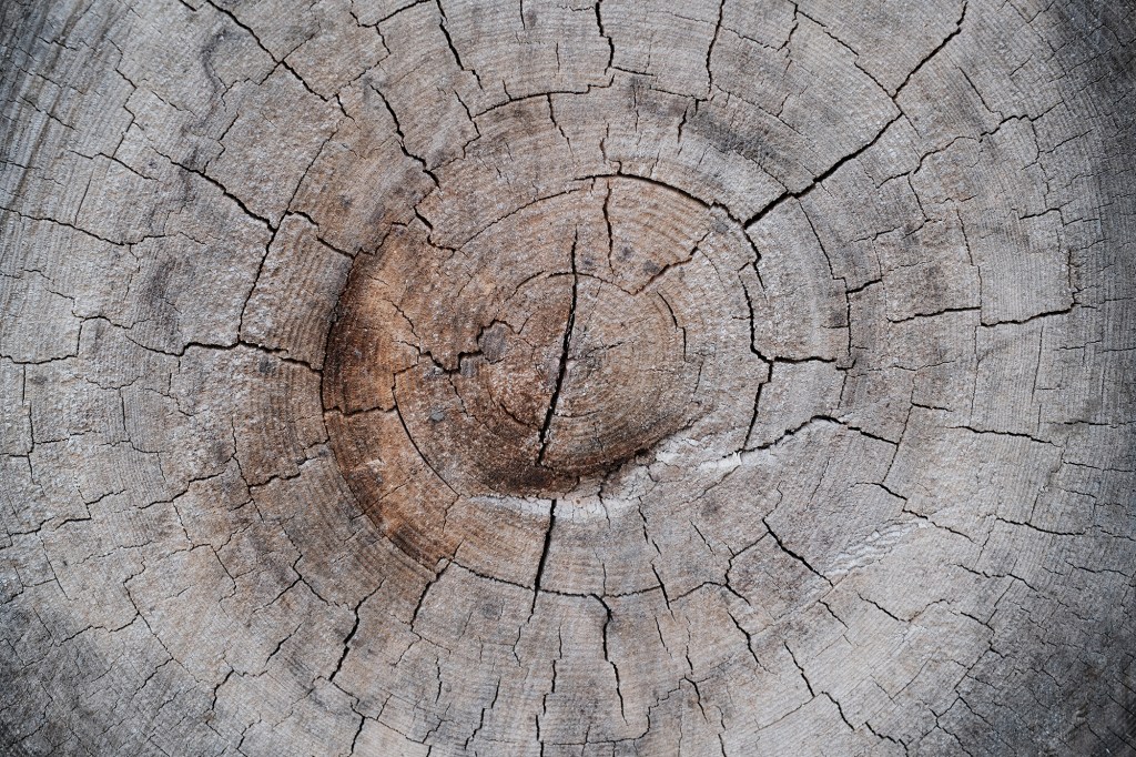 Classic Chrome Fujifilm film simulation used on close-up of a log