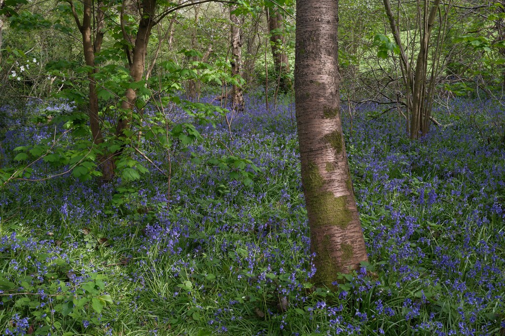 bluebell woods scene using new reala ace