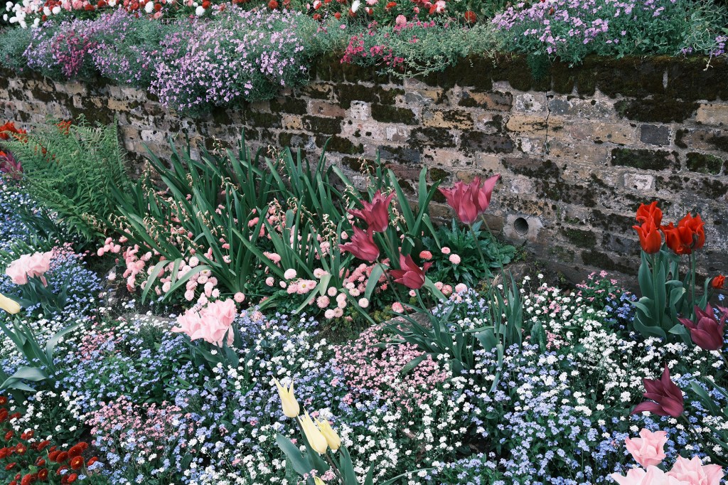 Classic Neg. used on tulip garden border