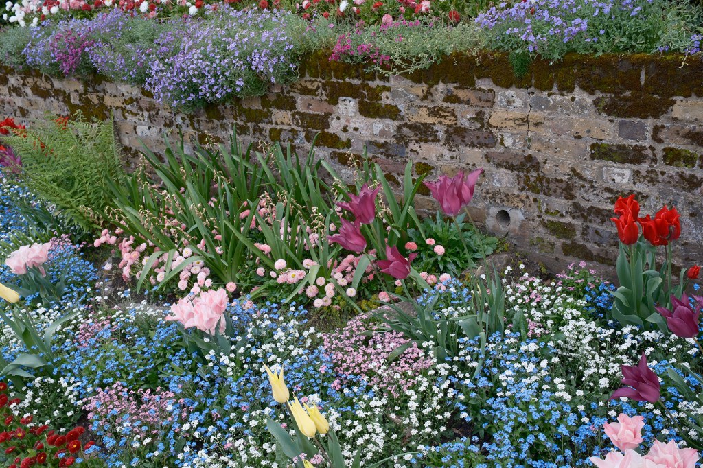 Nostalgic Neg. Film Simulation on tulip garden border