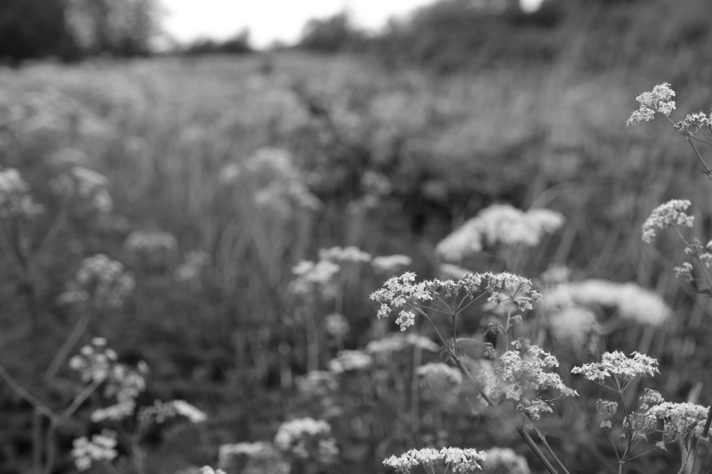 Landscape taken with Acros Standard Film Simulation