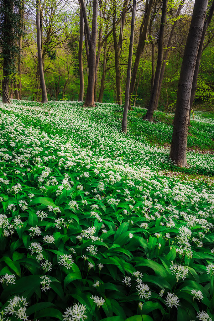 carpet of wild garlic in a forest in Gloucestershire
