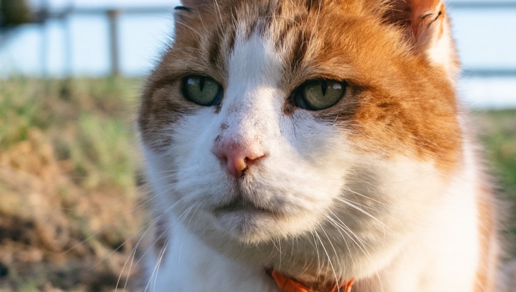 Fujifilm X100VI sample image, a red and white cat