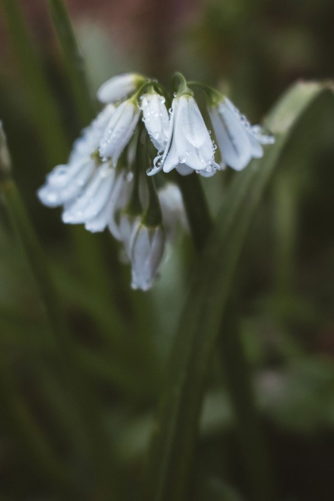 Fujifilm X100VI sample image, white flowers with dew drops