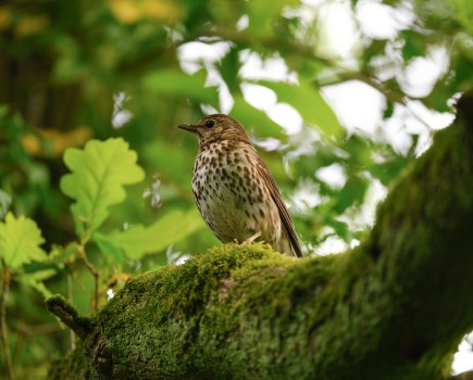 Bird detection auto-focus was used here to lock on to the eye. Photo Joshua Waller