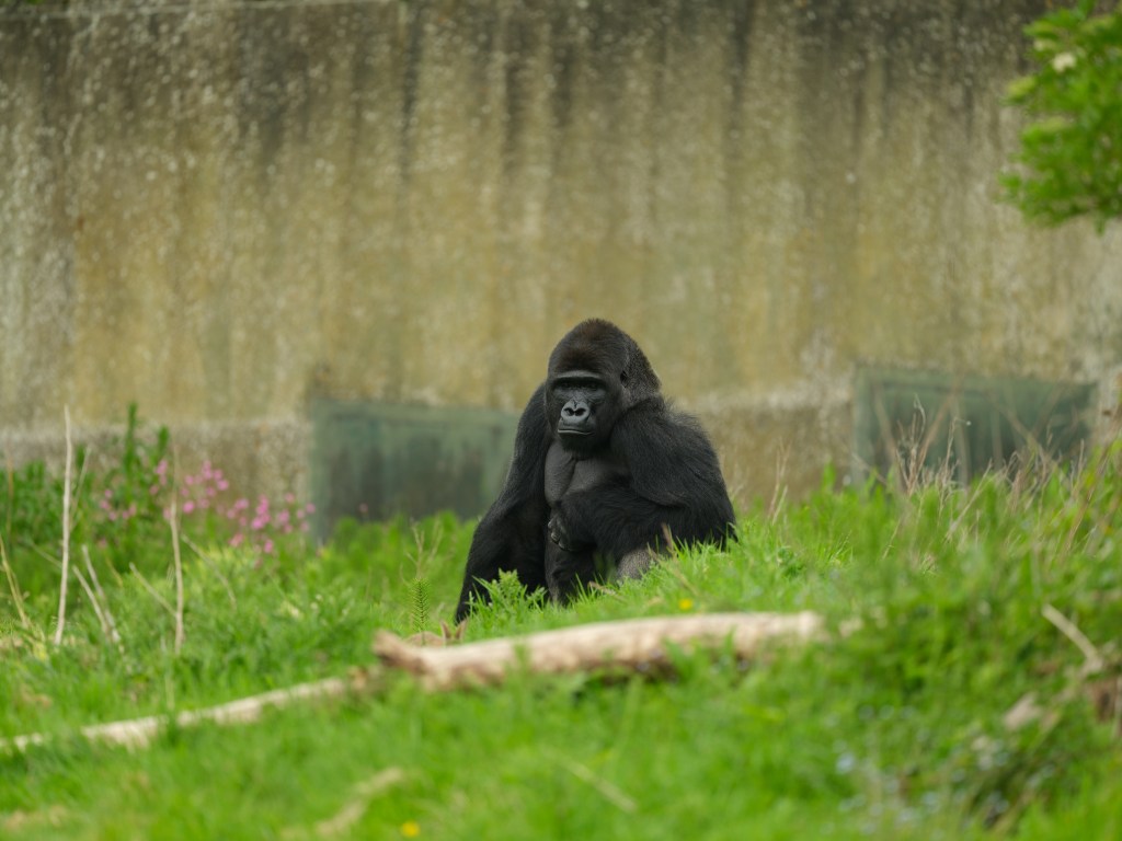 Gorilla. 100MP image. Photo Joshua Waller