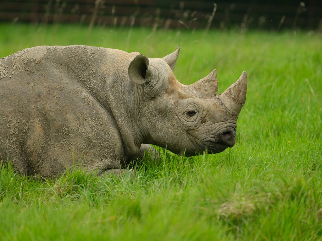 Rhino. Plenty of detail is captured. Photo Joshua Waller