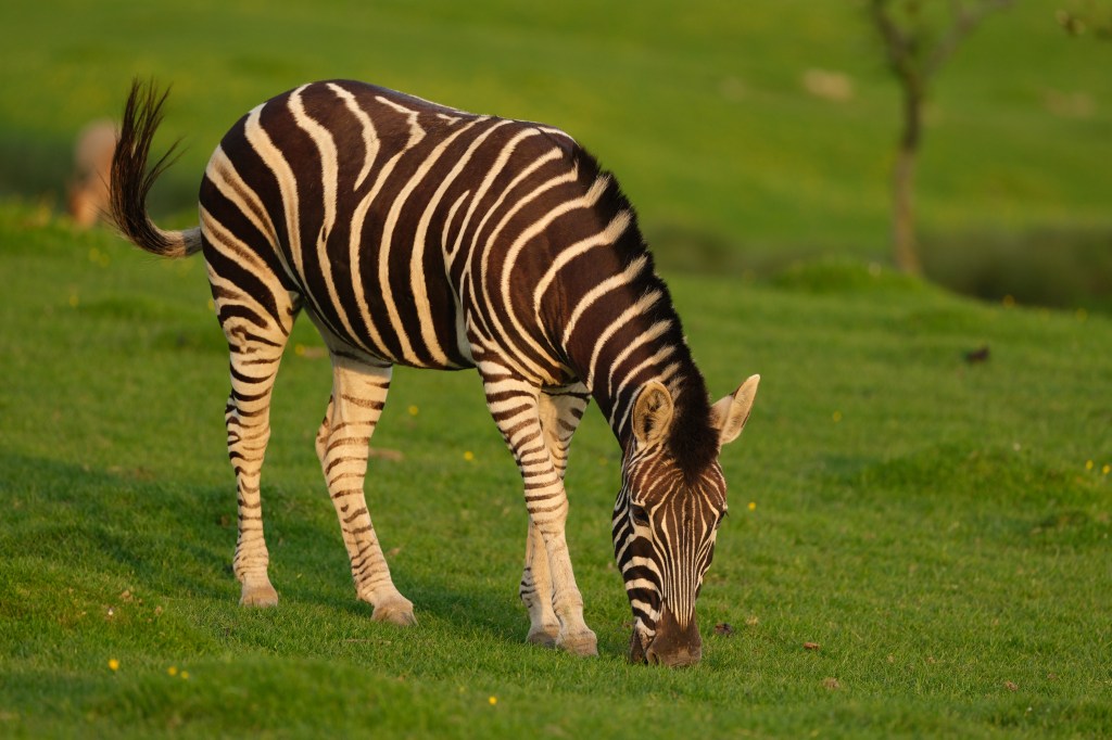 Zebra. Photo Joshua Waller
