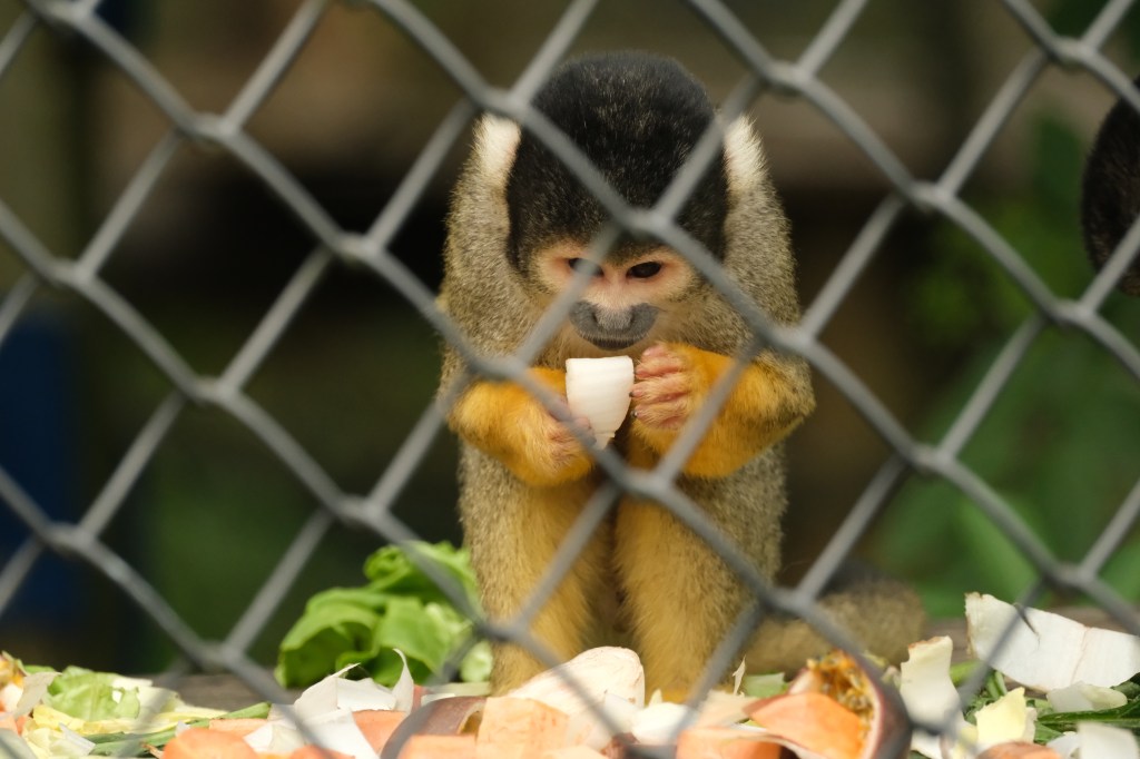 Small monkey photo taken with the Fujifilm X-T50 and 150-600mm lens. Photo JW/AP
