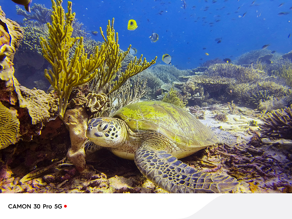 Turtle underwater shot on camon photo 