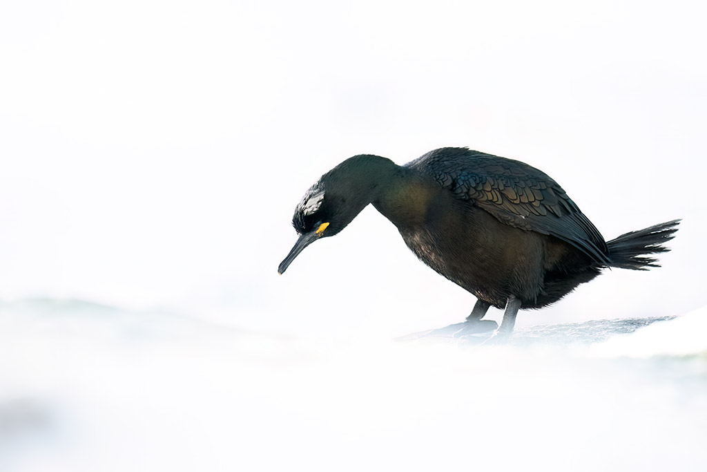 European shag against white background