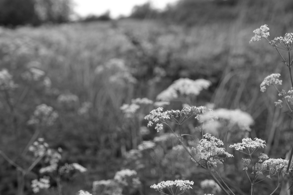 Monochrome Film Simulation landscape Fujifilm