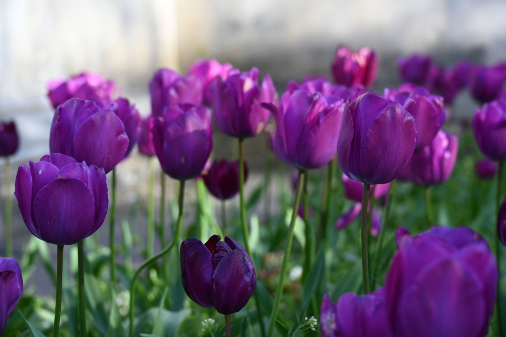 Nikon Nikkor 28-400 F/4-8 VR lens sample photo, purple tulips