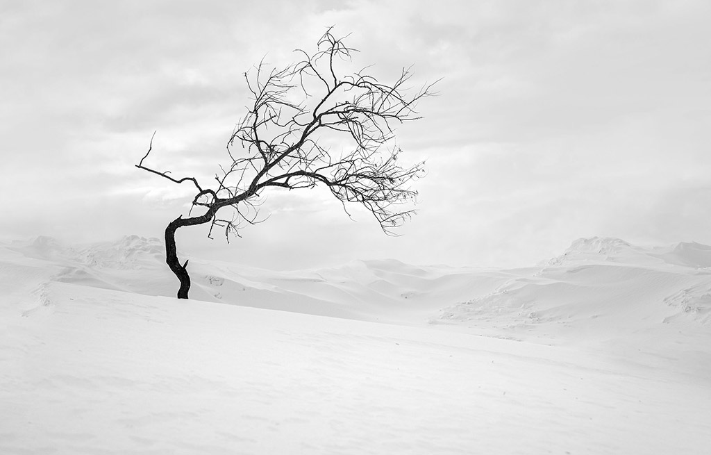 lone leafless tree in the snow