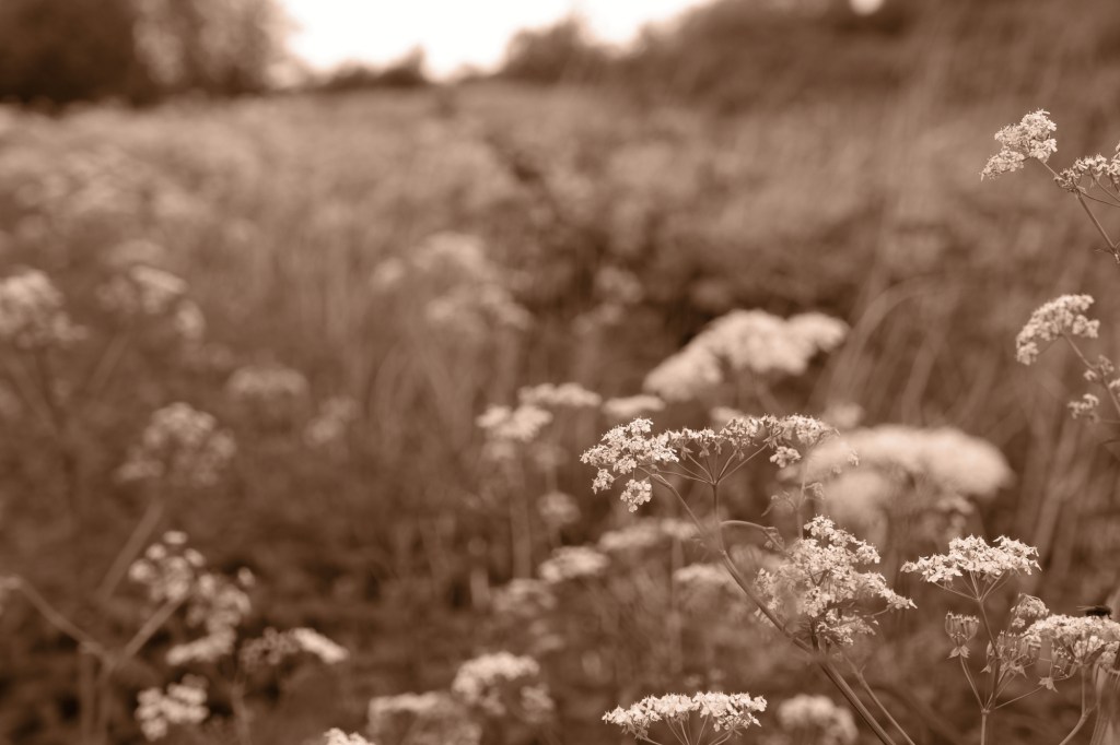 Landscape taken using Sepia Film Simulation on Fujifilm cameras.