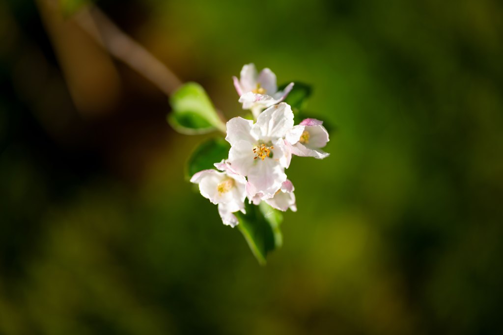 Sigma 50mm F1.2 DG DN Art lens sample image white flower on a tree with ou tof focus bacground
