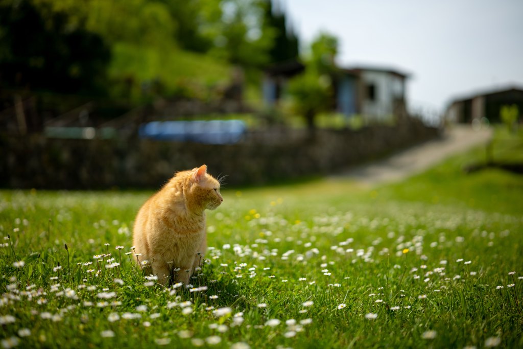 Sigma 50mm F1.2 DG DN Art lens sample image a cat on a flowery meadow