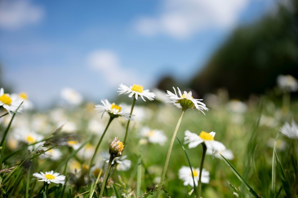Sony FE 24-50mm F2.8 G lens sample image daisies on a field with shallow depth of focus