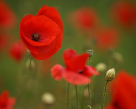 Red poppies with bokeh background