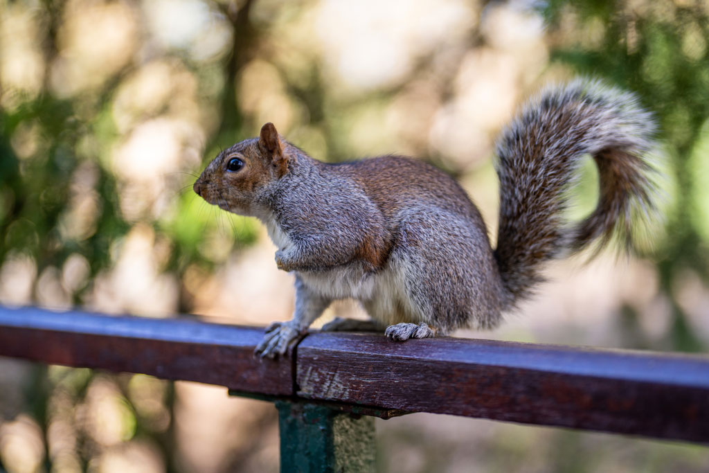 A squirrel balancing on a handrail