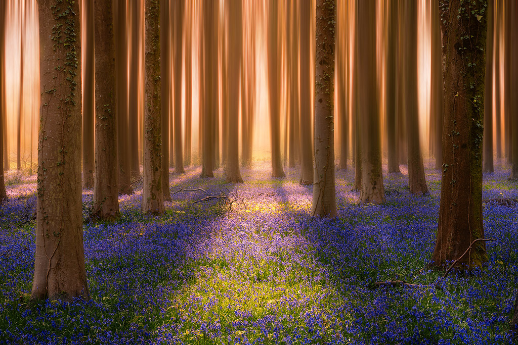 intentional camera movement image of trees in the forest with bluebells