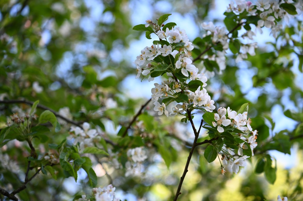 Tamron 28-75mm f/2.8 Di III VXD G2 lens sample image, white flowers on a tree