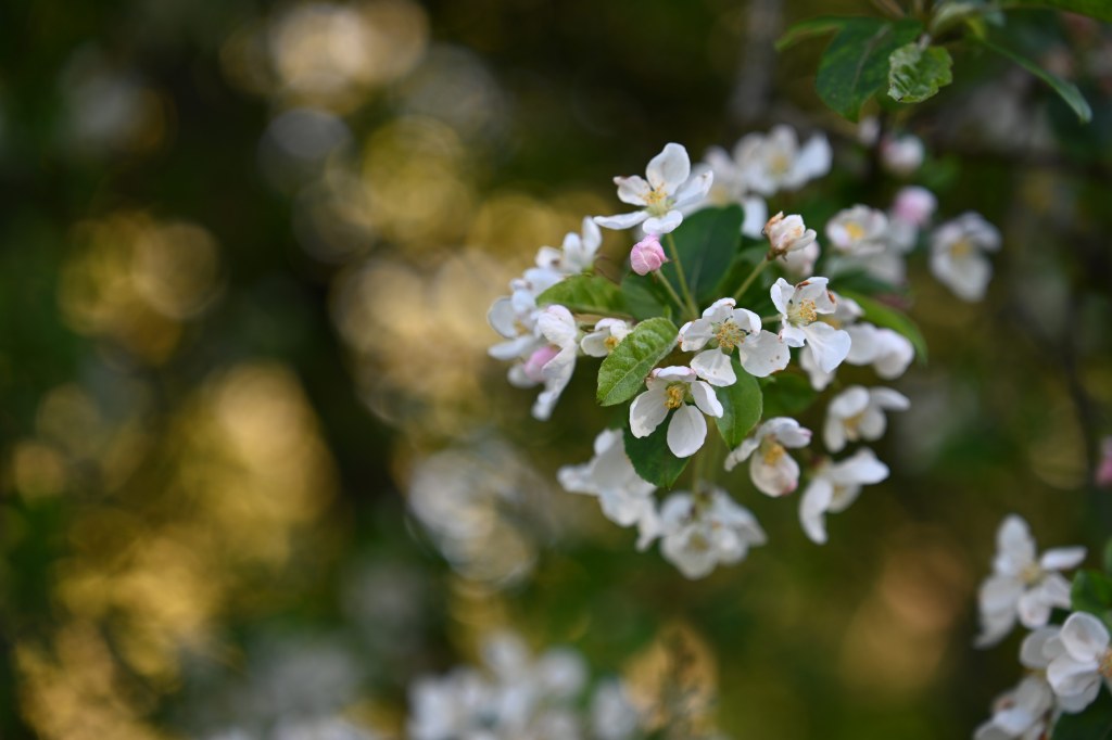 Tamron 28-75mm f/2.8 Di III VXD G2 lens sample image, white flowers on a tree, shallow depth of field