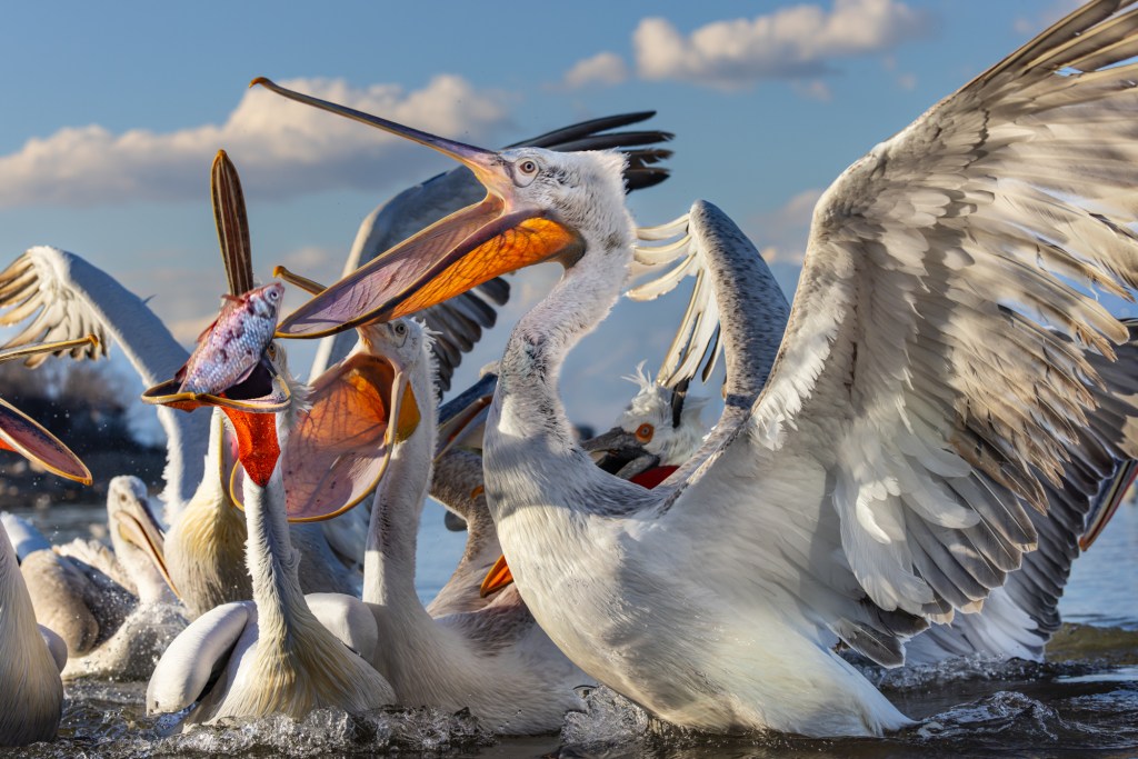 Being able to shoot at 20fps with the EOS R5’s electronic shutter gives plenty of choice in action sequences such these pelicans of Lake Kerkini being thrown fish
Taken with the RF 100-500mm f/4.5-7.1L IS USM lens at 100mm with an exposure of 1/2000sec at f/6.7 and ISO 400. Image credit: Will Cheung