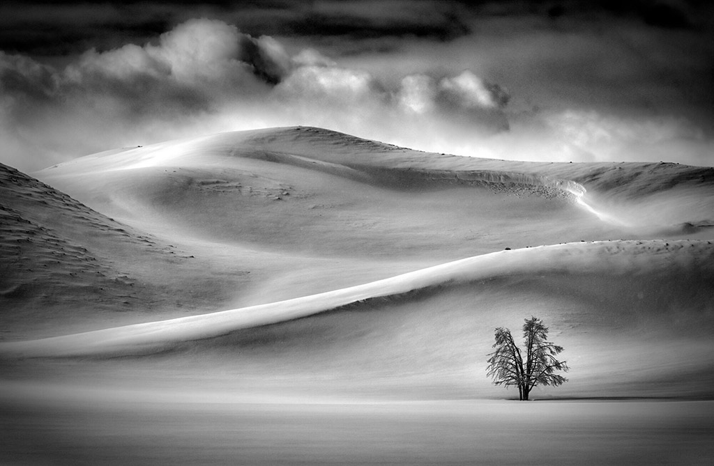 hilly desert scene in black and white with lone tree in the foreground