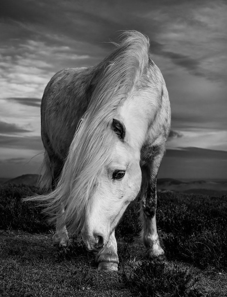 white horse close up portrait in black and white entered to apoy competition