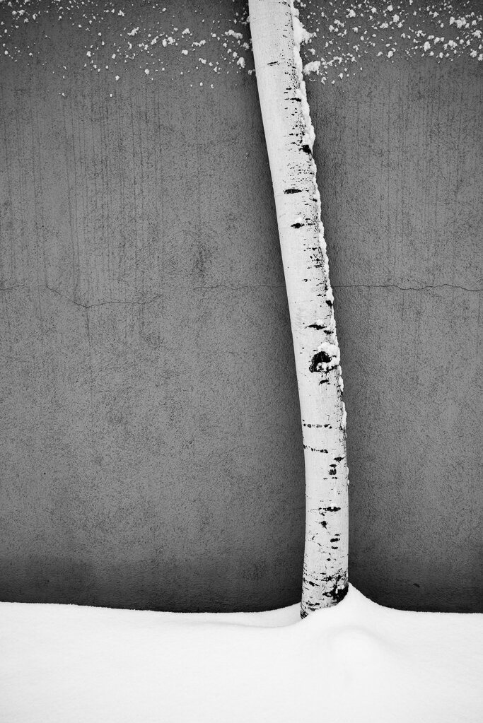 minimalist black and white image of white tree against grey background