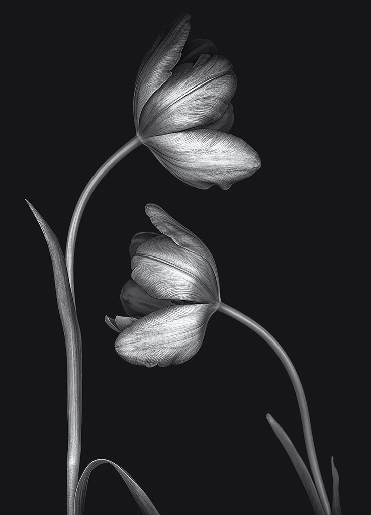 black and white photo of two tulips