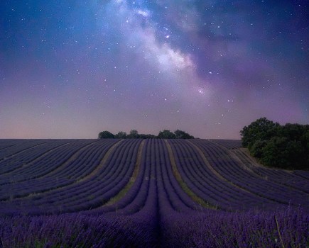 lavender field at night with stars showing in the background iPhone 12 Pro Max, using the amazing ReeXpose app from Reeflex