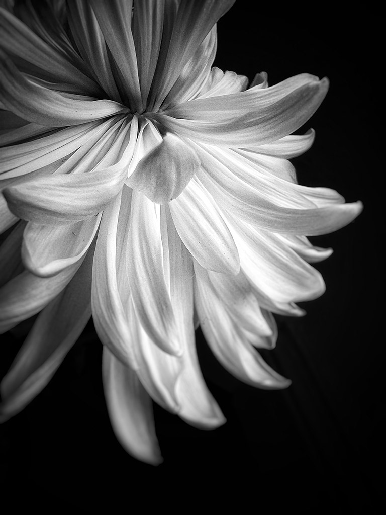 close up of white flower petals