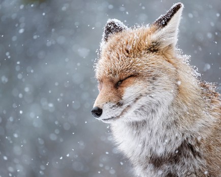 portrait of a fox with eyes closed in the snow winner of animal kingdom amateur photographer of the year round