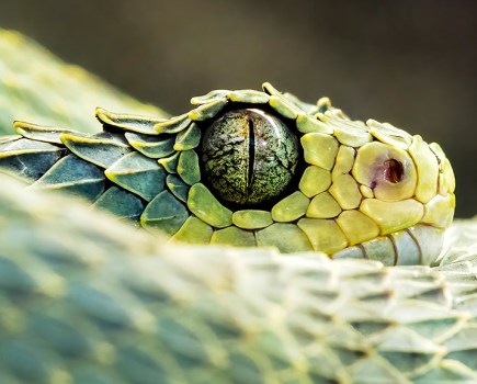 green bush viper closeup detailed photo animal kingdom apoy second place