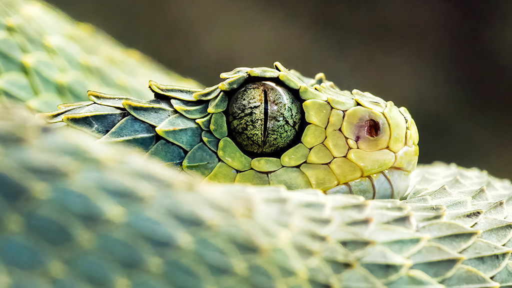 green bush viper closeup detailed photo animal kingdom apoy second place